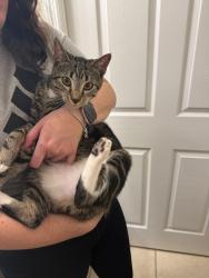 Found/Stray Female Cat last seen Coral cove cndmnium, Cape Coral, FL 33990
