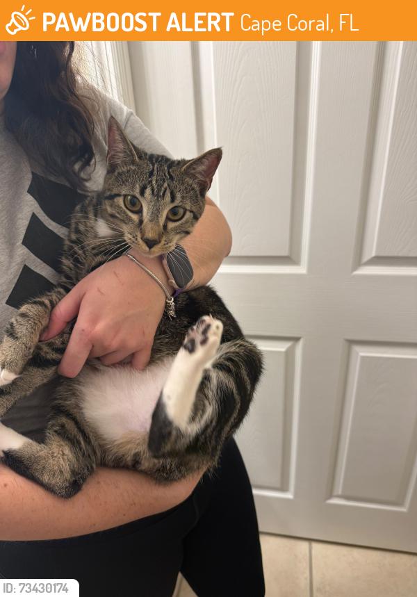 Found/Stray Female Cat last seen Coral cove cndmnium, Cape Coral, FL 33990