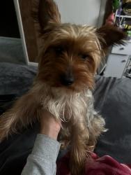 Lost Male Dog last seen Quarry park and WSSU, Winston-Salem, NC 27108