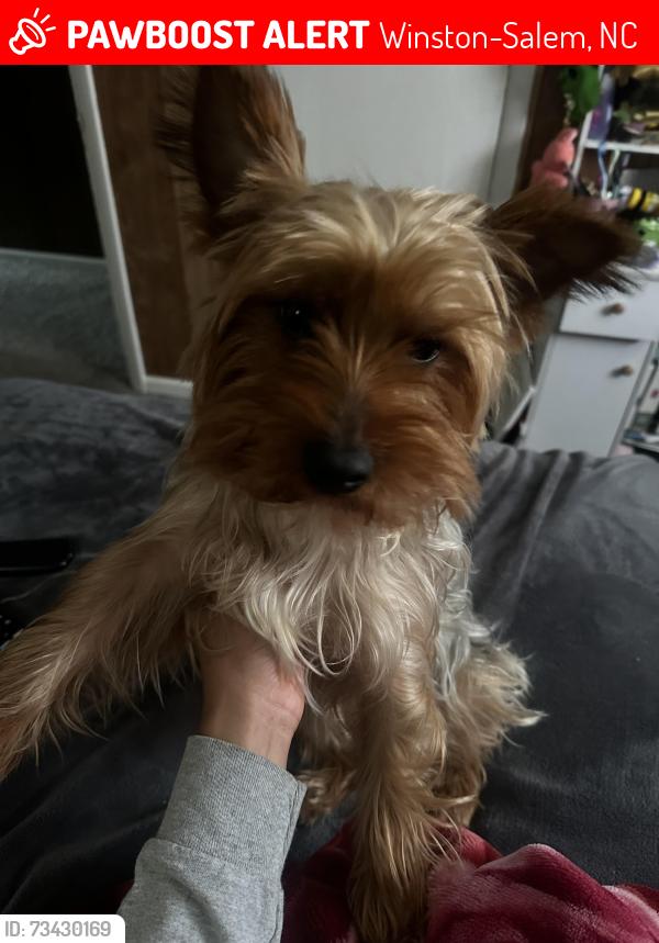 Lost Male Dog last seen Quarry park and WSSU, Winston-Salem, NC 27108