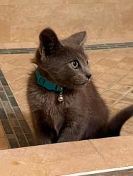Found/Stray Unknown Cat last seen Bushard & Heil, Fountain Valley, CA 92708