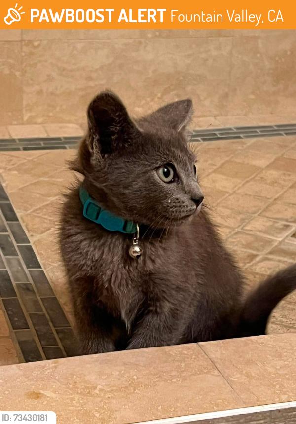 Found/Stray Unknown Cat last seen Bushard & Heil, Fountain Valley, CA 92708