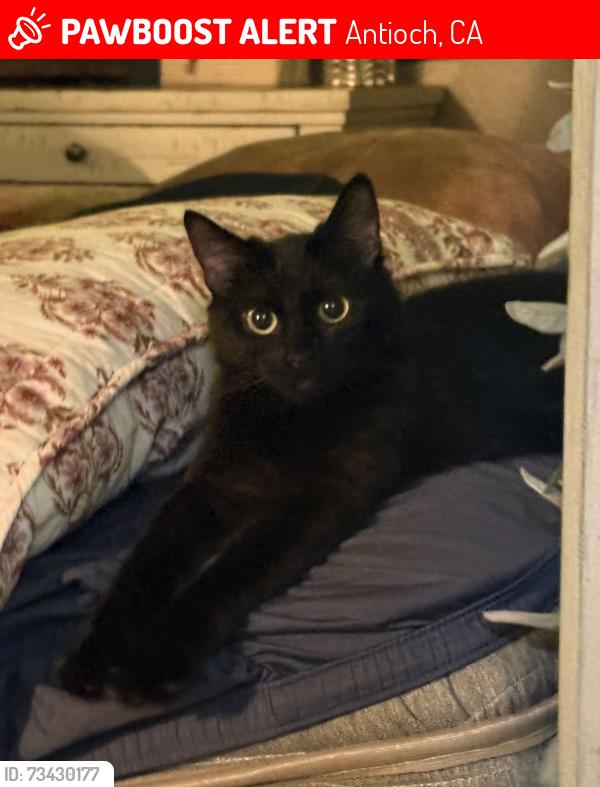 Lost Female Cat last seen Putnam st Antioch ca, Antioch, CA 94509