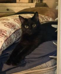 Lost Female Cat last seen Putnam st Antioch ca, Antioch, CA 94509