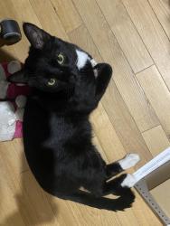 Found/Stray Male Cat last seen Gregory Ave, West Orange, NJ 07052
