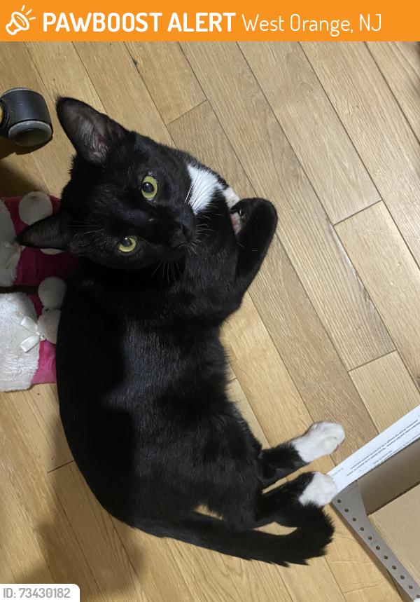 Found/Stray Male Cat last seen Gregory Ave, West Orange, NJ 07052