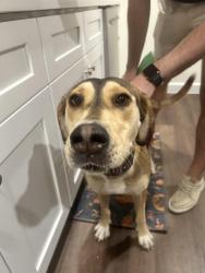 Found/Stray Female Dog last seen McCann Dr by Roller Rink, Austin, TX 78757