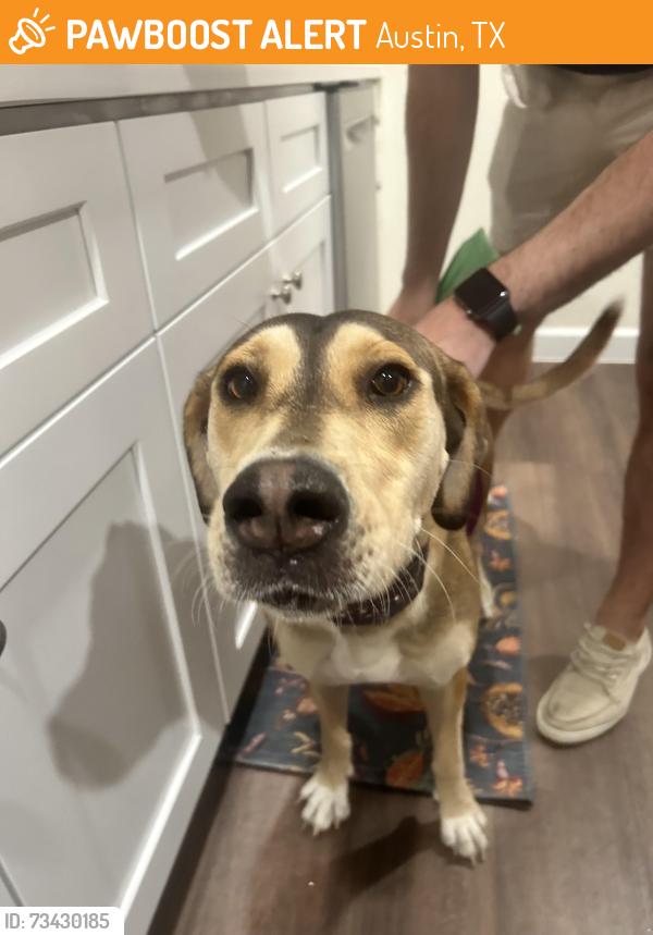 Found/Stray Female Dog last seen McCann Dr by Roller Rink, Austin, TX 78757