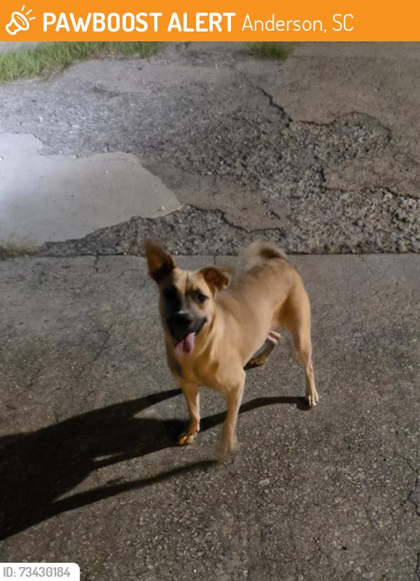 Found/Stray Female Dog last seen Main st, Anderson, SC 29621