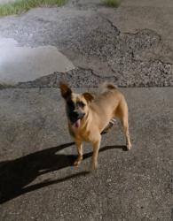 Found/Stray Female Dog last seen Main st, Anderson, SC 29621
