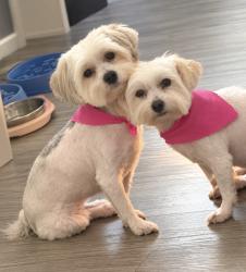 Lost Female Dog last seen Pocahontas PL, Hampton, VA 23661