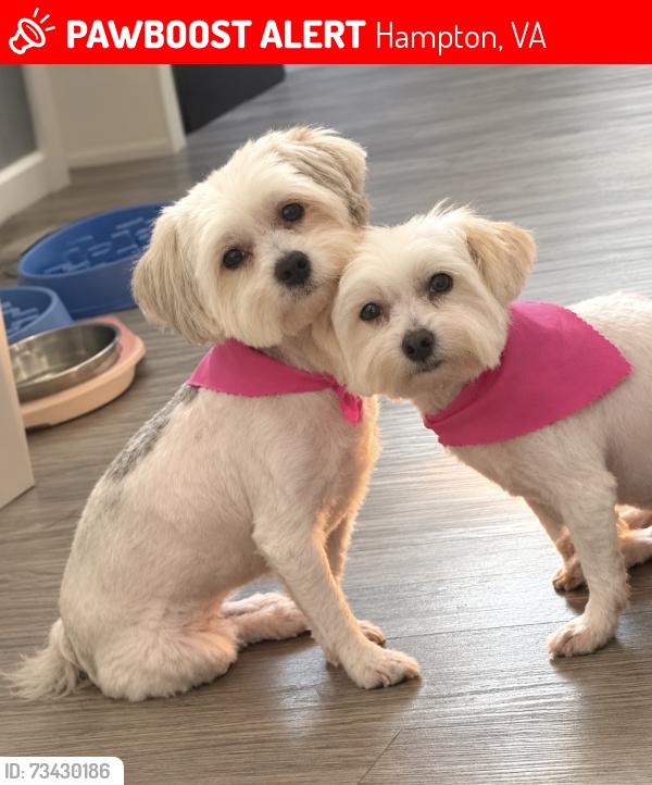 Lost Female Dog last seen Pocahontas PL, Hampton, VA 23661