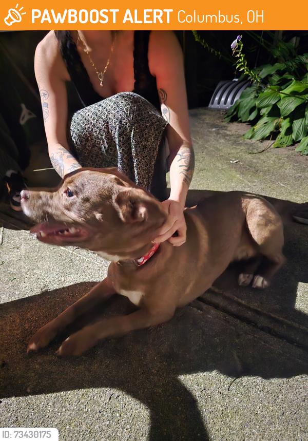 Found/Stray Female Dog last seen S 4th St and E Woodrow Ave, Columbus, OH 43207