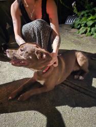 Found/Stray Female Dog last seen S 4th St and E Woodrow Ave, Columbus, OH 43207