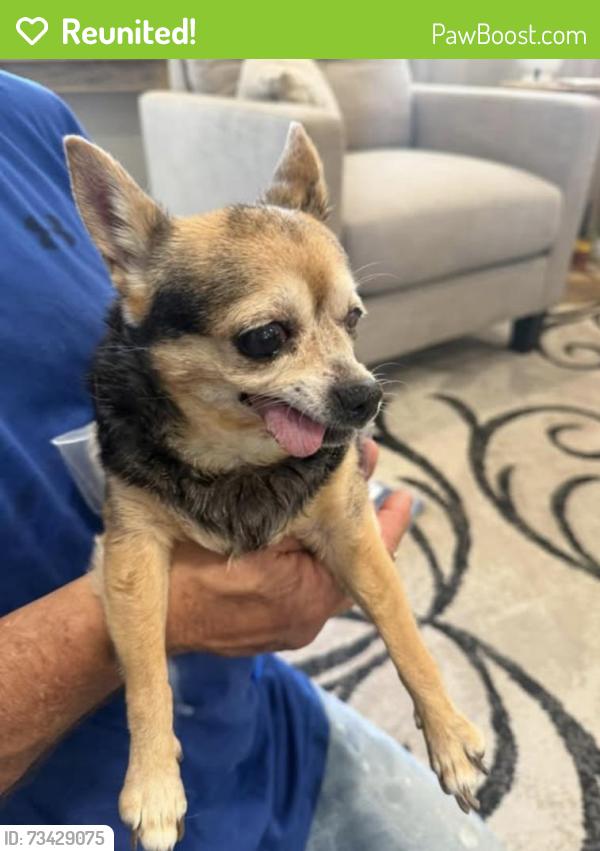 Reunited Female Dog last seen Mulberry and Dogwood St, Las Cruces, NM 88001
