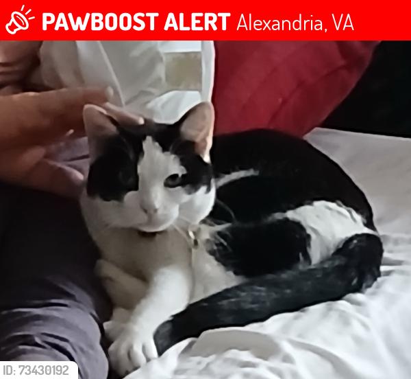 Lost Male Cat last seen Preston Rd., Alexandria, VA 22302