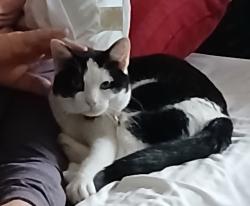 Lost Male Cat last seen Preston Rd., Alexandria, VA 22302