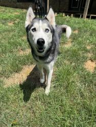 Reunited Male Dog last seen Pump Station Rd SE, Berne twp, OH, USA, Berne Township, OH 43155
