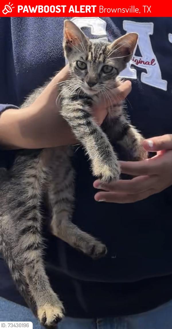 Lost Male Cat last seen pin oak ln, Brownsville, TX 78575