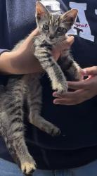 Lost Male Cat last seen pin oak ln, Brownsville, TX 78575