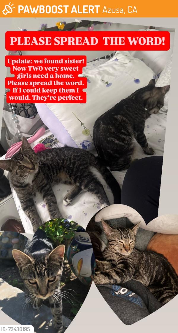 Found/Stray Female Cat last seen Sierra Madre Ave. at Pioneer park, Azusa, CA 91702