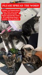 Found/Stray Female Cat last seen Sierra Madre Ave. at Pioneer park, Azusa, CA 91702