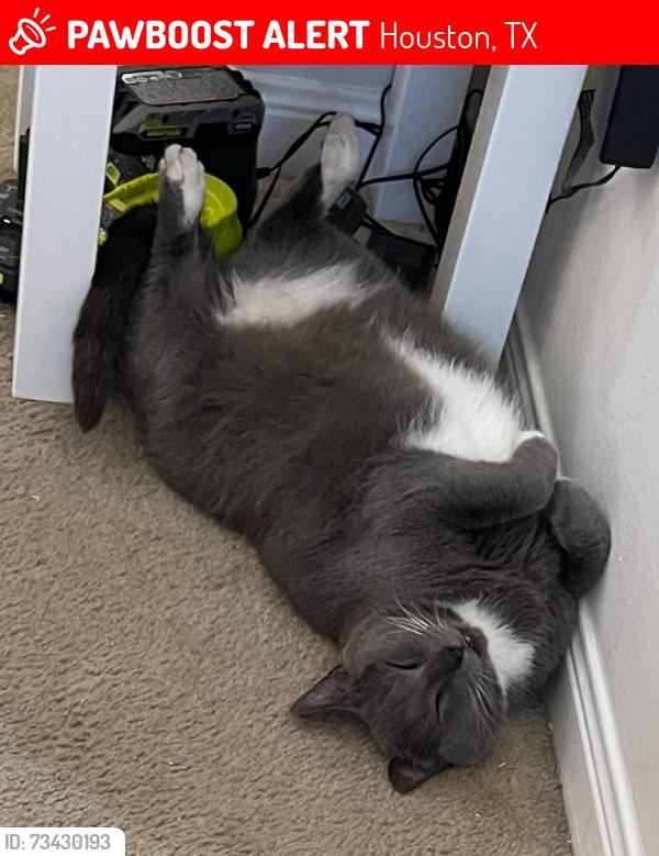 Lost Female Cat last seen PEARL POINT ST, HOUSTON, TX 77044, Houston, TX 77044