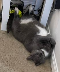 Lost Female Cat last seen PEARL POINT ST, HOUSTON, TX 77044, Houston, TX 77044