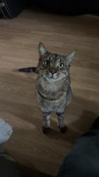 Lost Male Cat last seen 40th and 208ave, Langley Township, BC 