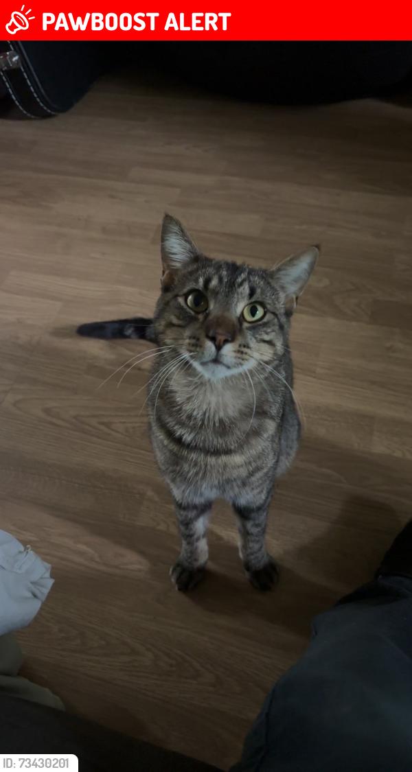 Lost Male Cat last seen 40th and 208ave, Langley Township, BC 