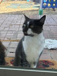 Reunited Male Cat last seen Riverside Drive and Mota Drive Bay Point, Bay Point, CA 94565