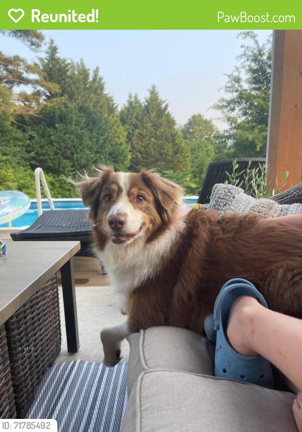 Reunited Female Dog last seen Long Branch Circle, Oaks at Lanier., Sugar Hill, GA 30518