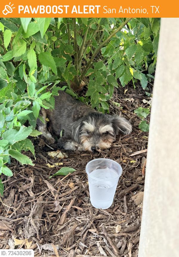 Found/Stray Male Dog last seen Castroville and acme rd, San Antonio, TX 78237