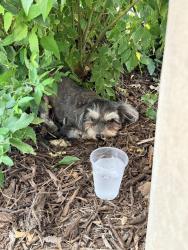 Found/Stray Male Dog last seen Castroville and acme rd, San Antonio, TX 78237