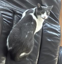 Lost Male Cat last seen Simmons Grove Dr, Prince William County, VA 20169