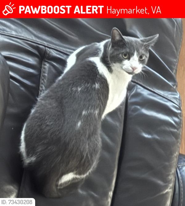 Lost Male Cat last seen Simmons Grove Dr, Prince William County, VA 20169