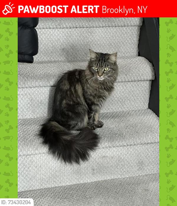 Lost Female Cat last seen E 5th St. near Seeley Park, Brooklyn, NY 11218