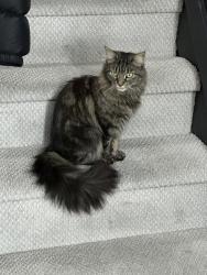Lost Female Cat last seen E 5th St. near Seeley Park, Brooklyn, NY 11218
