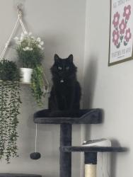 Lost Female Cat last seen Chase bank by miller pizza, Gary, IN 46403