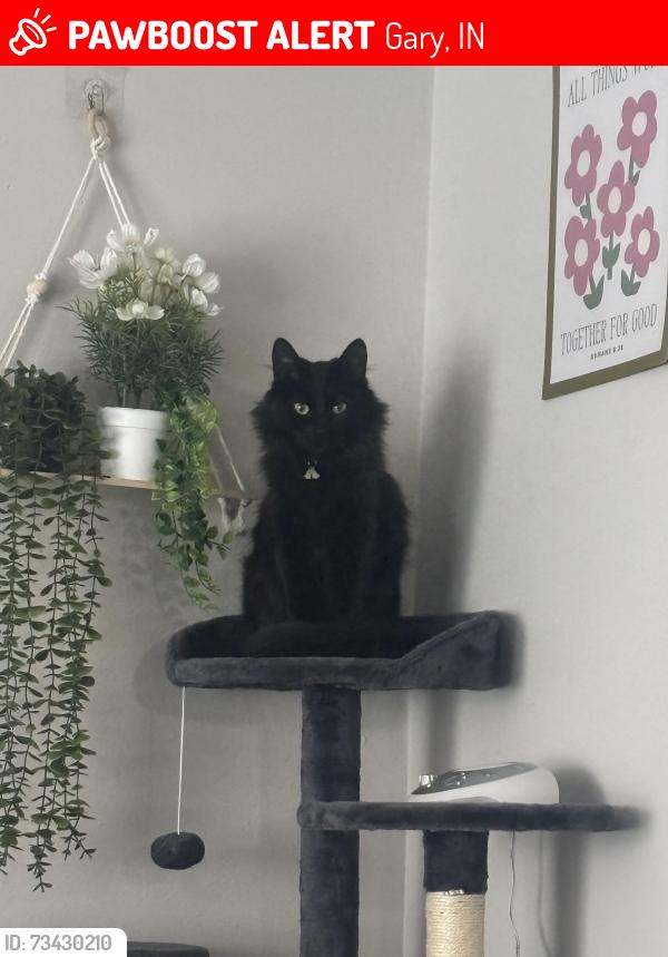 Lost Female Cat last seen Chase bank by miller pizza, Gary, IN 46403
