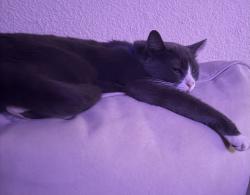 Lost Male Cat last seen Glen Helen parkway, San Bernardino, CA 92407