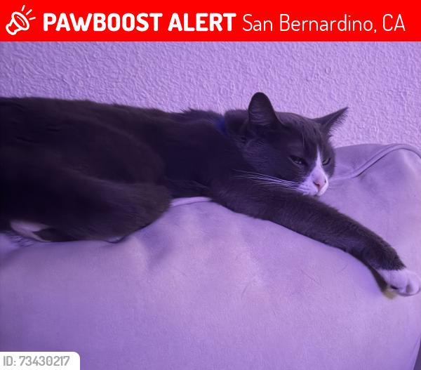 Lost Male Cat last seen Glen Helen parkway, San Bernardino, CA 92407