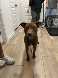 Found/Stray Female Dog last seen Dream rose trail (Elyson), Harris County, TX 77493