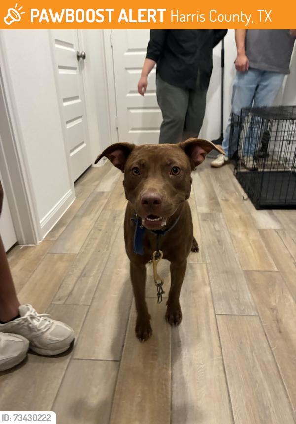 Found/Stray Female Dog last seen Dream rose trail (Elyson), Harris County, TX 77493