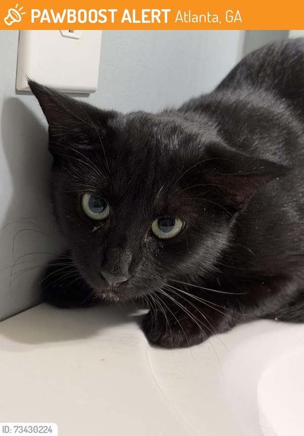 Found/Stray Female Cat last seen Ashford Dunwoody & Nancy Creek, Atlanta, GA 30319