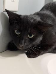 Found/Stray Female Cat last seen Ashford Dunwoody & Nancy Creek, Atlanta, GA 30319
