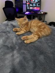 Lost Female Cat last seen Near Duvall road, Ashville, OH 43103
