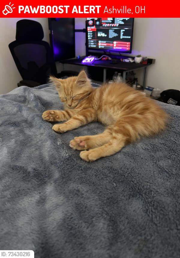 Lost Female Cat last seen Near Duvall road, Ashville, OH 43103