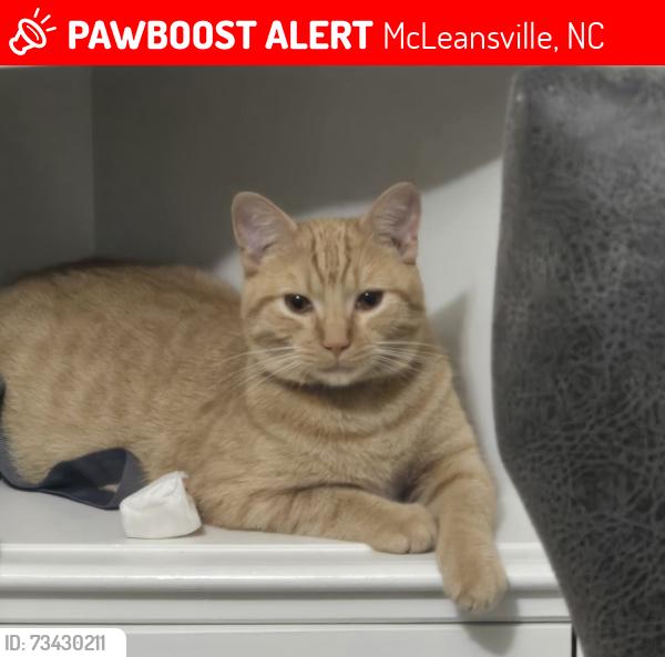 Lost Male Cat last seen Birch creek rd, McLeansville, NC 27301
