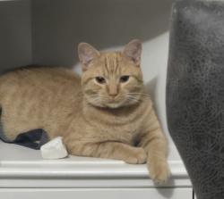 Lost Male Cat last seen Birch creek rd, McLeansville, NC 27301
